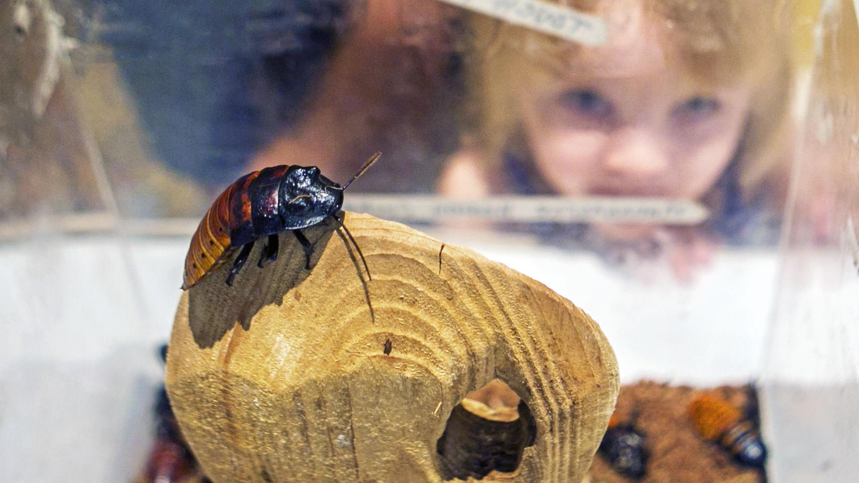 Insects to invade UA